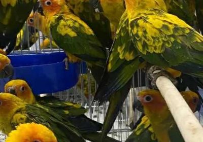 8c2e61b7-8283-4898-bb5d-66a467ceba01