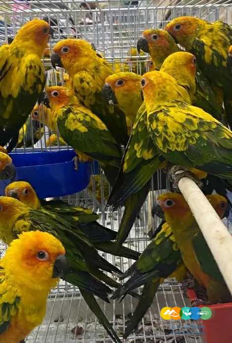 ازوج صن كنيور – سعر لن يتكرر