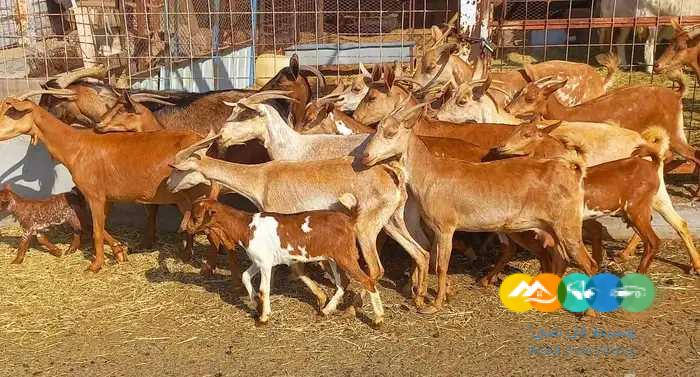 معزا دهم دفيع منايح اللقناي العدد 16 بالفحل