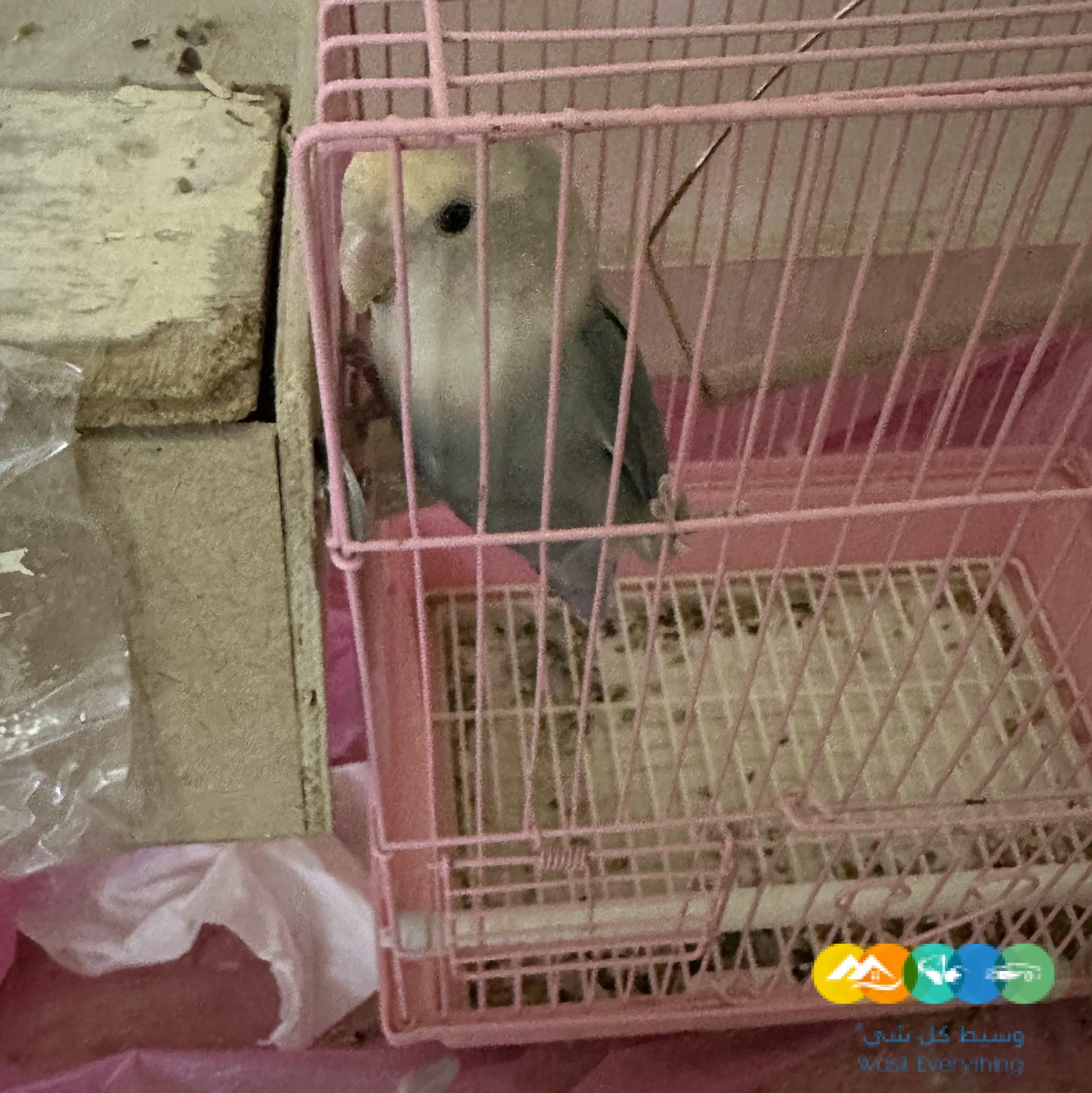 حفرالباطن حي الربوه