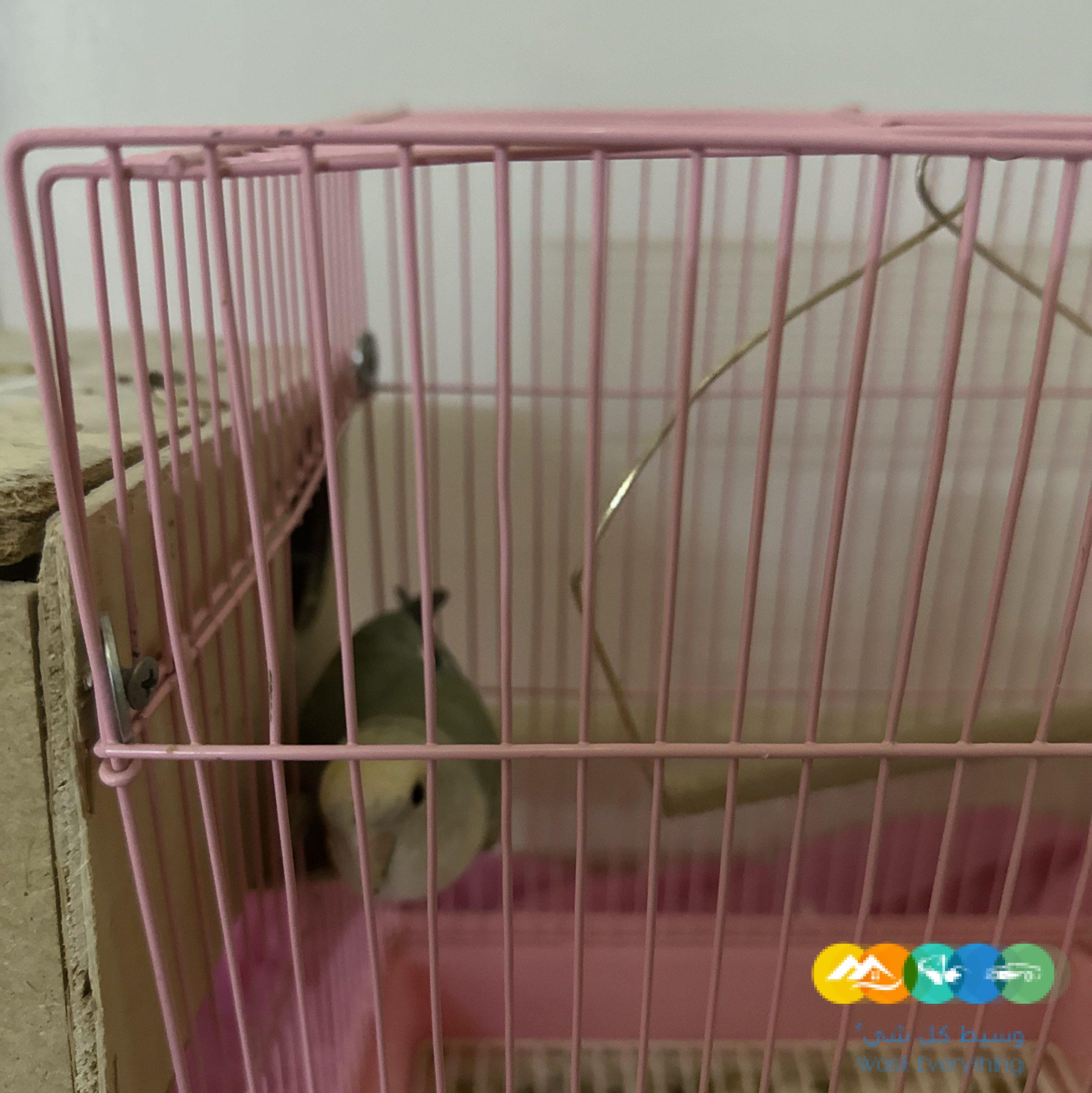 حفرالباطن حي الربوه