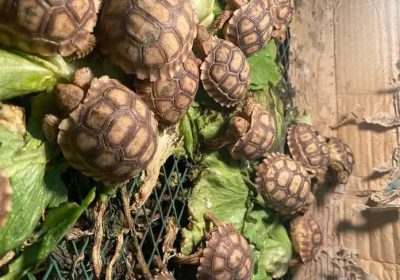 a533779c-6eb1-441a-96f7-4e8c711c889d