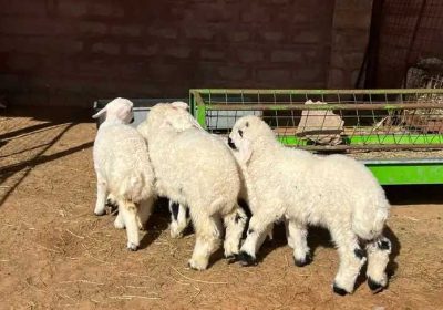 a6deeeeb-b040-4d20-85a8-bd9c4a6d95cd