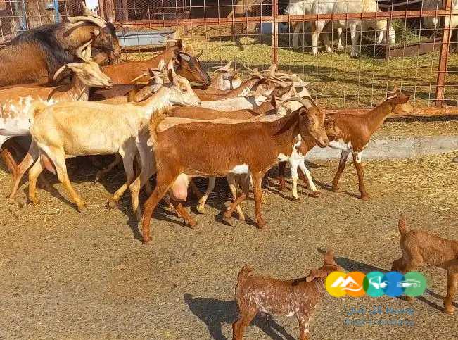 معزا دهم دفيع منايح اللقناي العدد 16 بالفحل