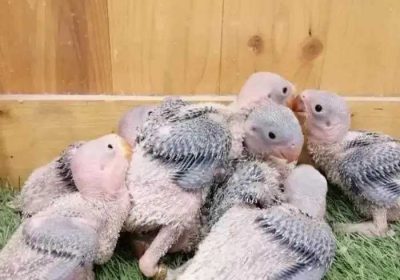 d7b29509-f62c-45c4-9545-bea7dfeb2c93