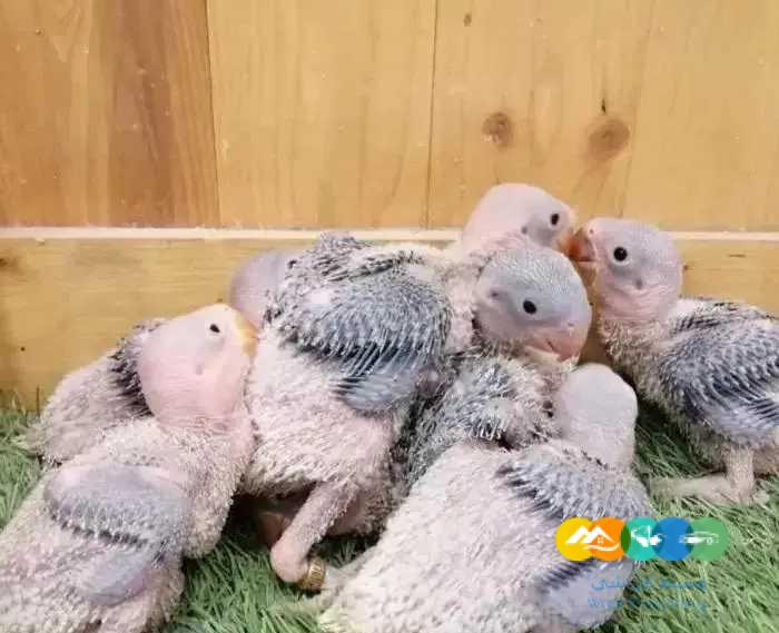 فروخ درة نيبالي