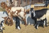 معزا مصريات منايح فاخر متاومه 2 تحتها 5