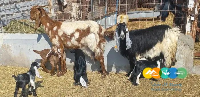 معزا مصريات منايح فاخر متاومه 2 تحتها 5
