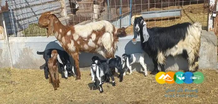 معزا مصريات منايح فاخر متاومه 2 تحتها 5