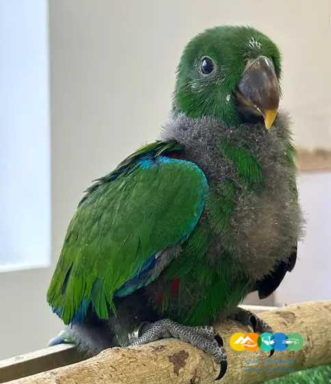 فرخ ذكر اكلكتوس