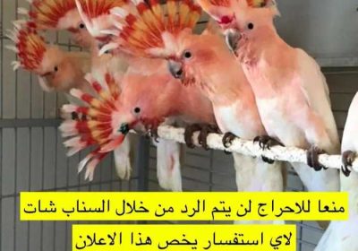 2cbcf446-a405-4706-a18c-26ce0e4778c9