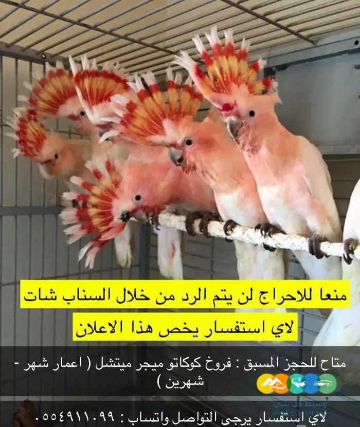 فروخ كوكاتو ميجر ميتشل