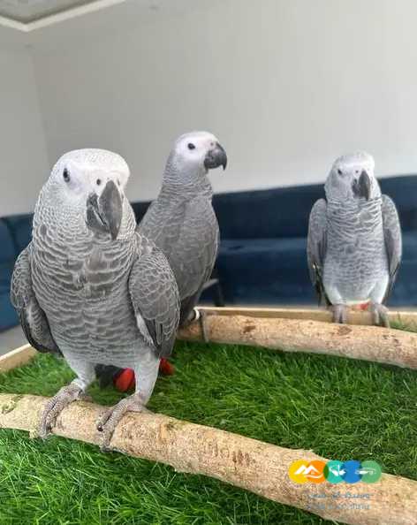 فروخ كاسكو مفطومه وفروخ كايك