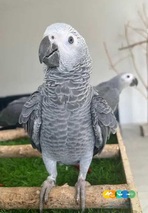 فروخ كاسكو مفطومه وفروخ كايك