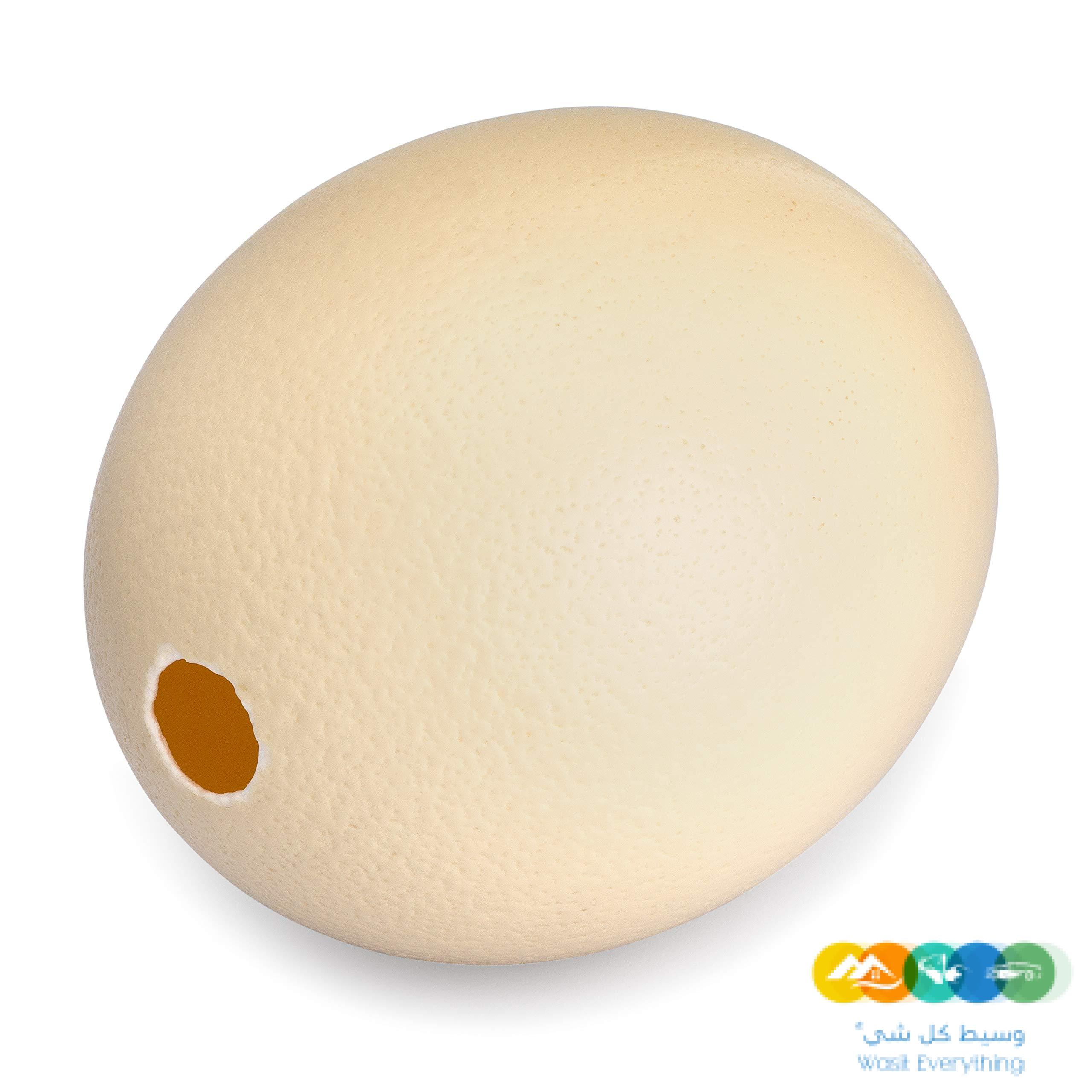 مطلوب بيض نعام وفقاسات نعام