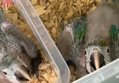 82e0c615-f97b-49d8-a3da-e2e5e1c5c4e3