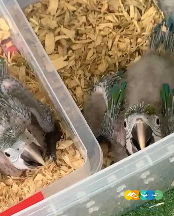 فروخ مكاو هارلي كوين