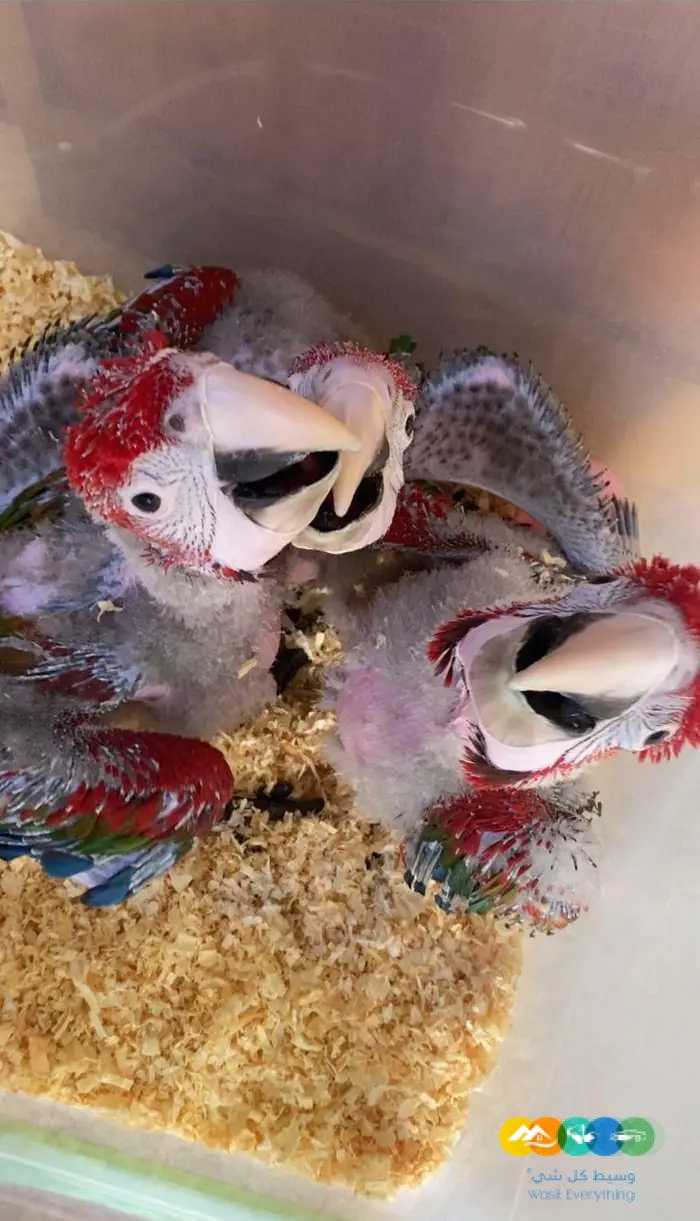 فروخ مكاو قرين ونق