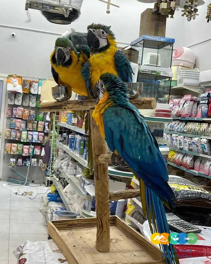 فروخ مكاو بلو اند قولد