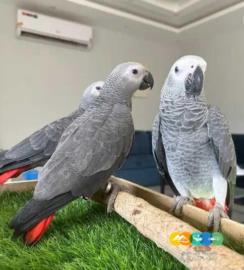 فروخ كاسكو مفطومه وفروخ كايك