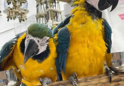 aa8df56d-9ac1-4e1c-b9cc-b7a7c333a1c4