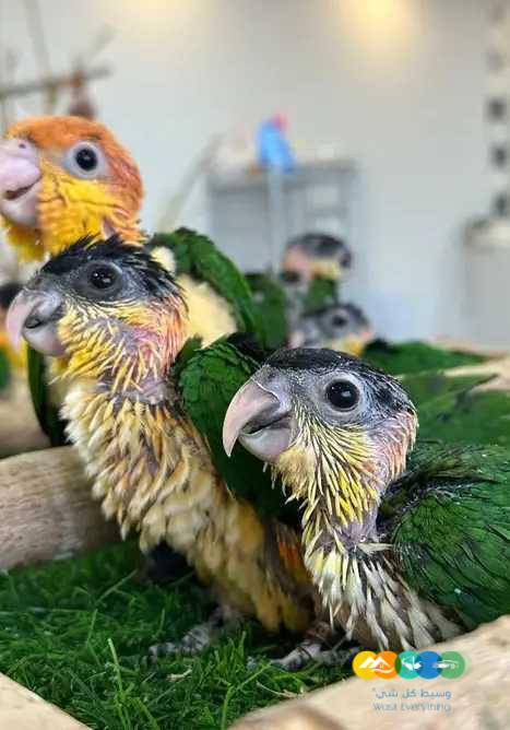 فروخ كايك بلاك ووايت