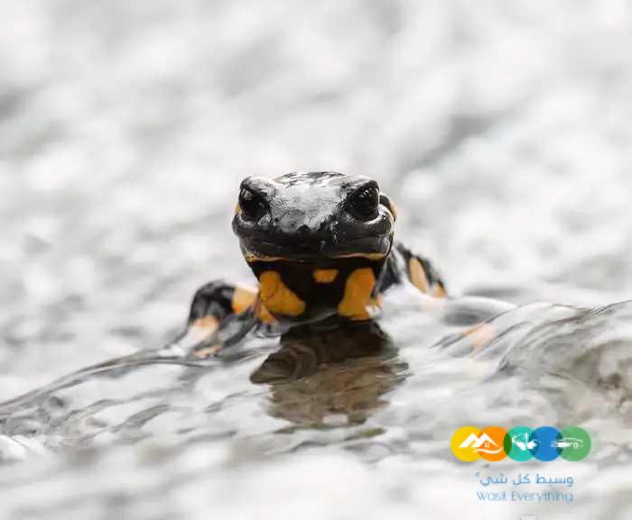 سلاحف طينية و سولكاتا و سلمندر