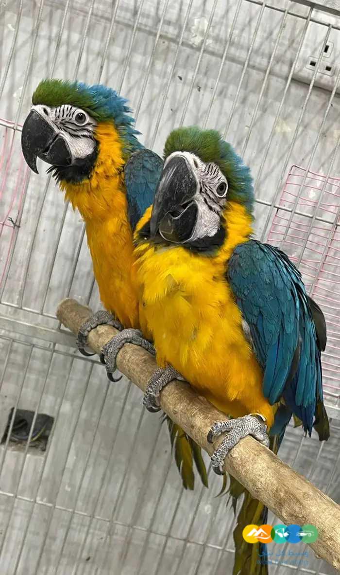 فروخ مكاو بلو اند قولد