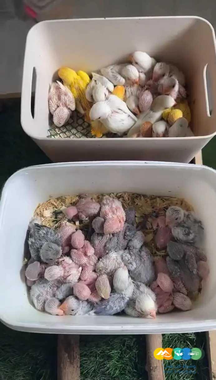 فروخ روز متنوعة