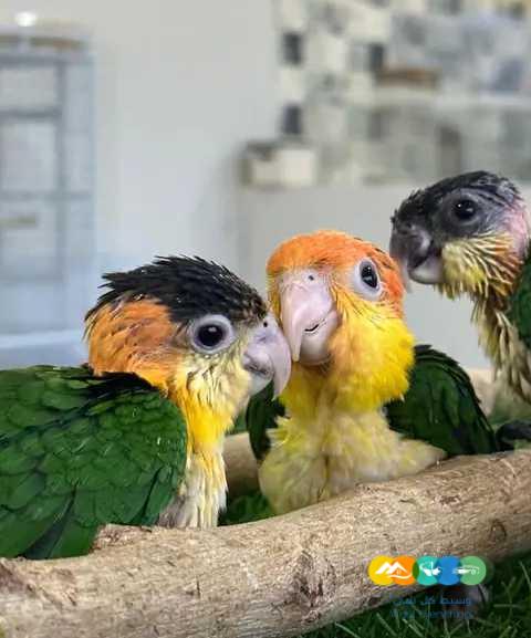 فروخ كايك بلاك ووايت