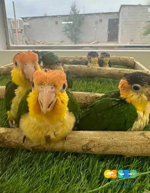 فروخ كايك بلاك ووايت