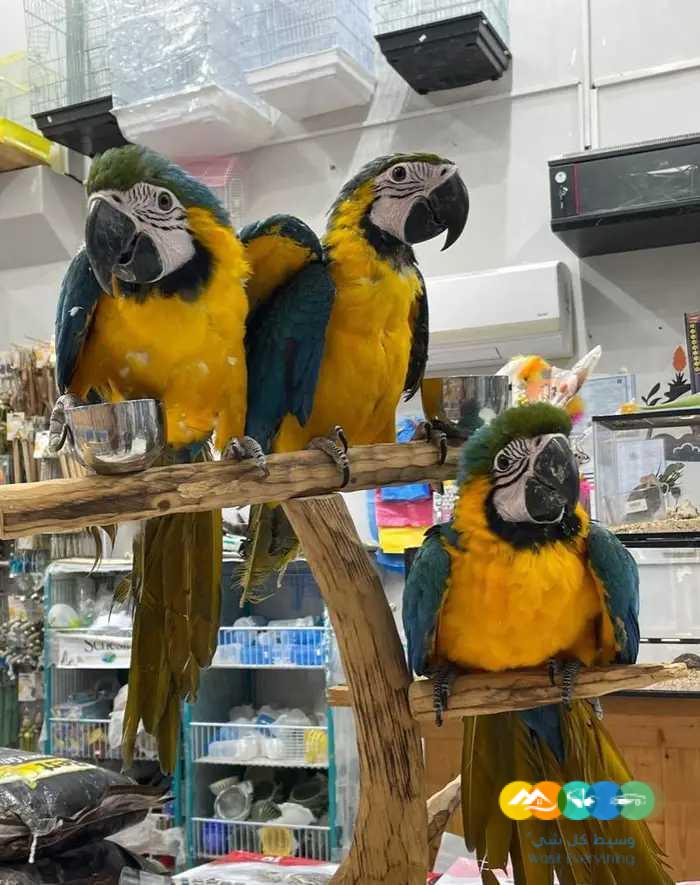 فروخ مكاو بلو اند قولد