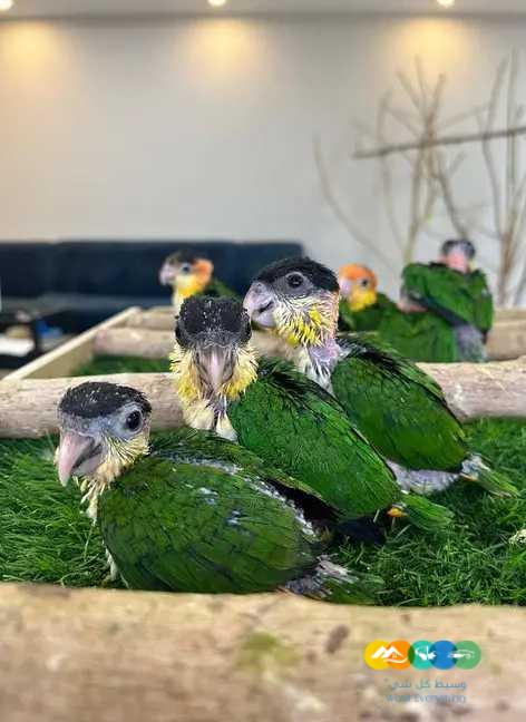 فروخ كايك بلاك ووايت