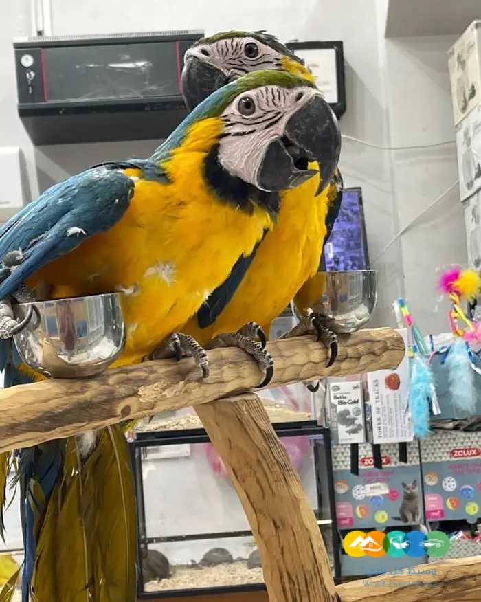 فروخ مكاو بلو اند قولد