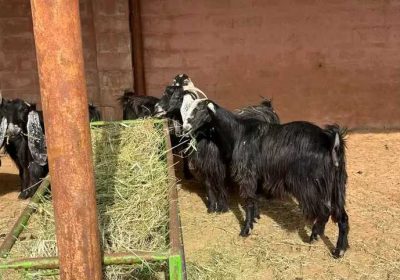 016d4219-2b18-49df-94b2-e0ac51358757