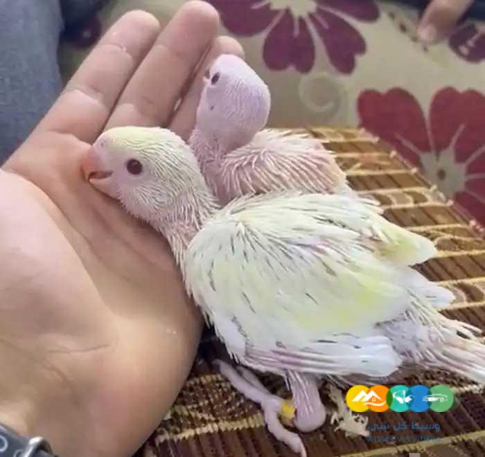 فروخ درة هولندي (( التوصيل مجانا ))