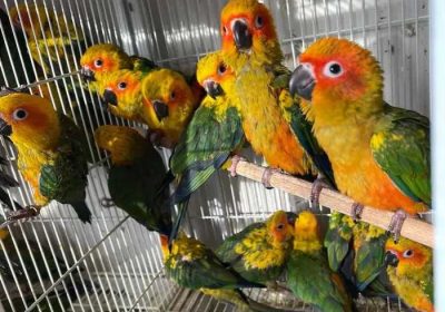 2638a892-a0c3-403a-a3a1-3b3389a42a28