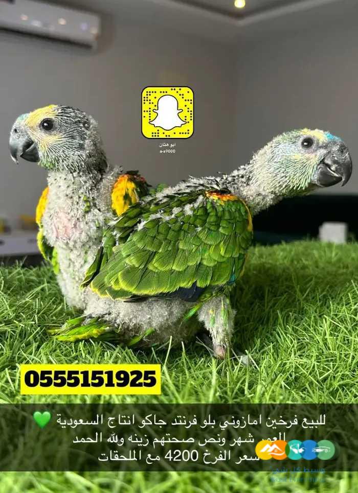 فرخين امازوني بلو فرنتد