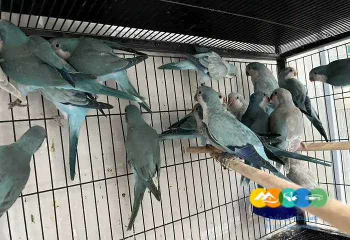 اجوز كويكر ازرق و دايلوت (( العدد محدود ))