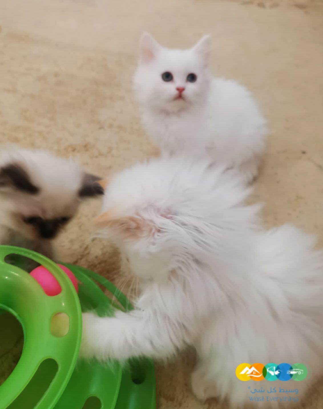 قطط شيرازى مون فيس للبيع