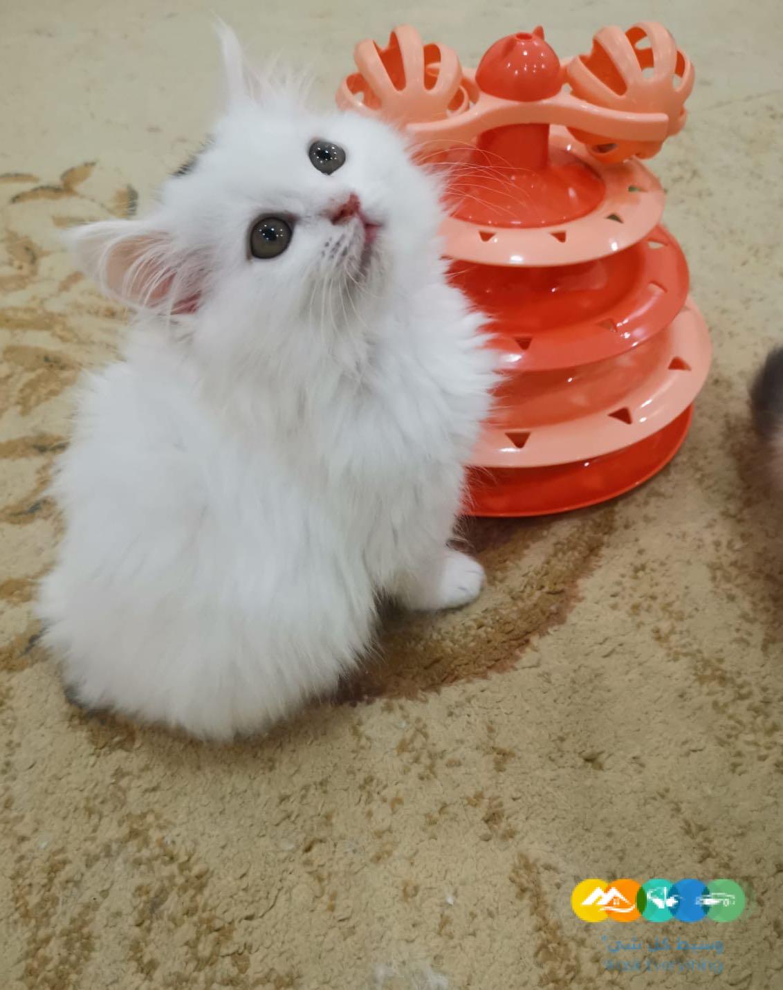 قطط شيرازى مون فيس للبيع