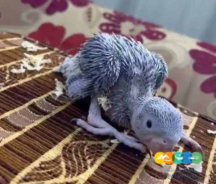 فروخ درة هولندي (( التوصيل مجانا ))