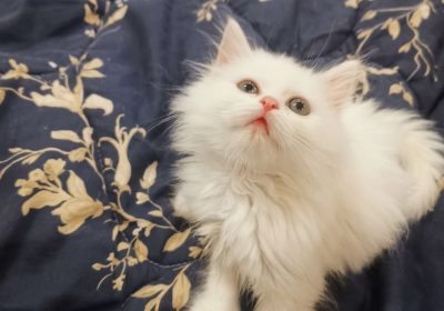 6F69D834-47D7-4C94-8625-F0439105AAAC