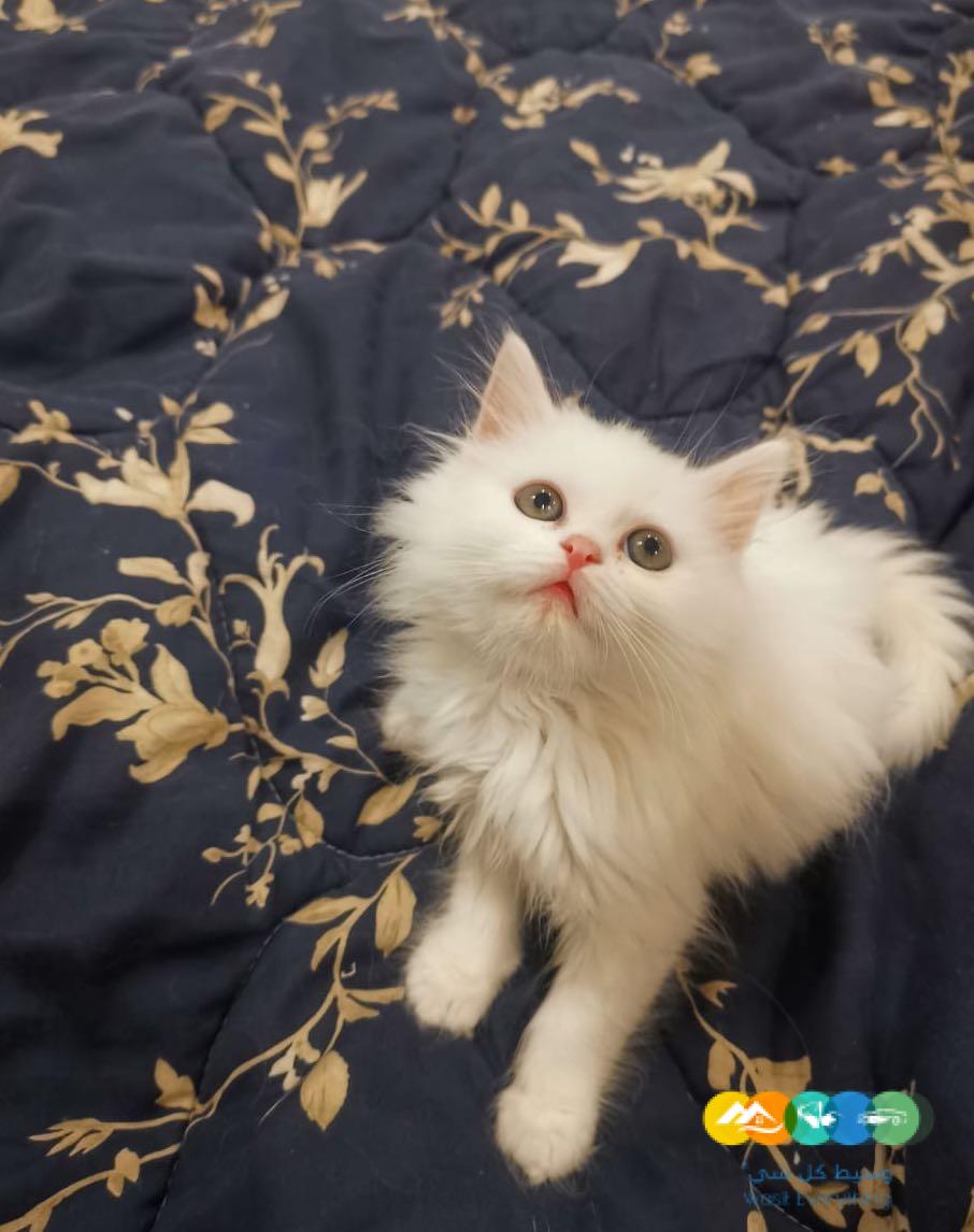 قطط شيرازى مون فيس للبيع