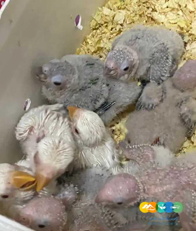 فروخ كنيور فروخ روز البينو