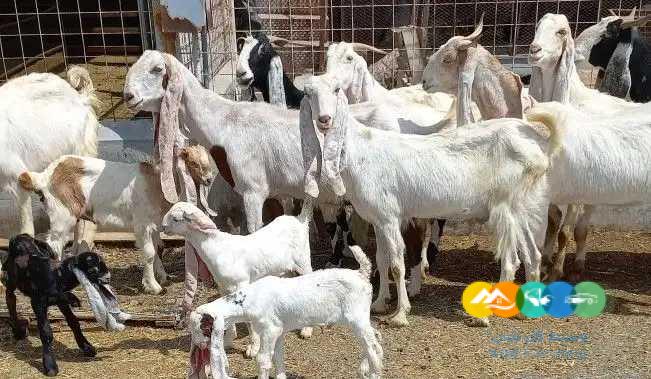 معزا هولنديات منوت القناي