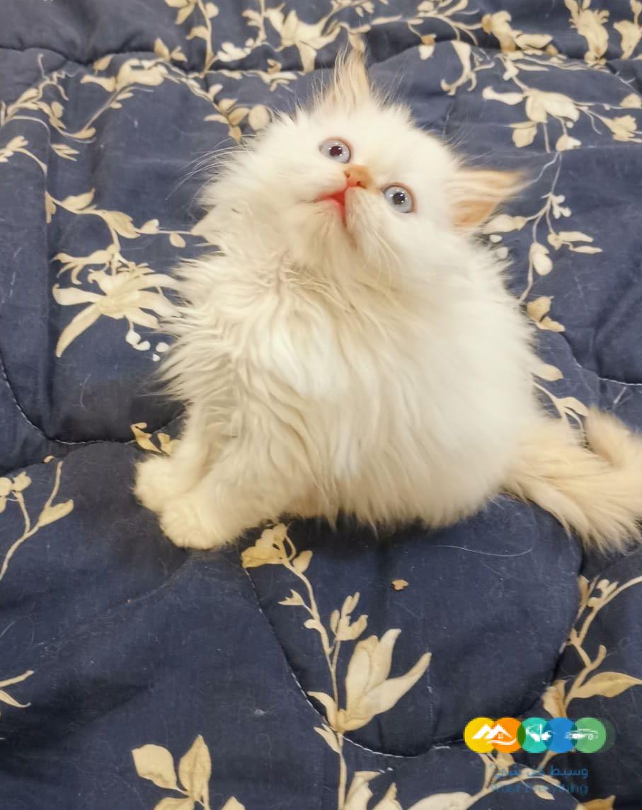 قطط هيمالايا للبيع