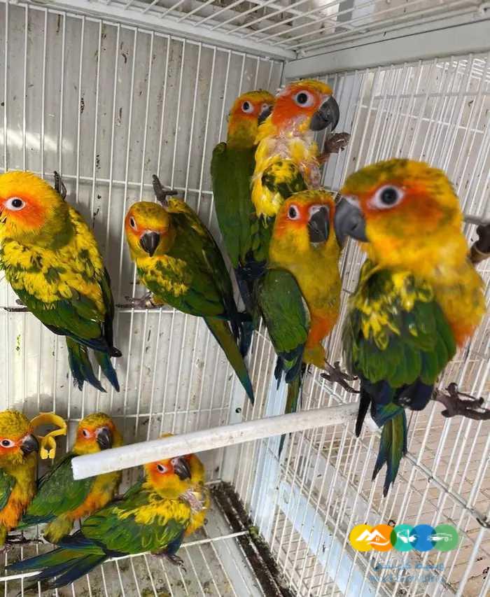 فروخ صن كنيور