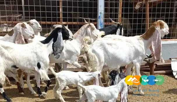 معزا هولنديات منوت القناي