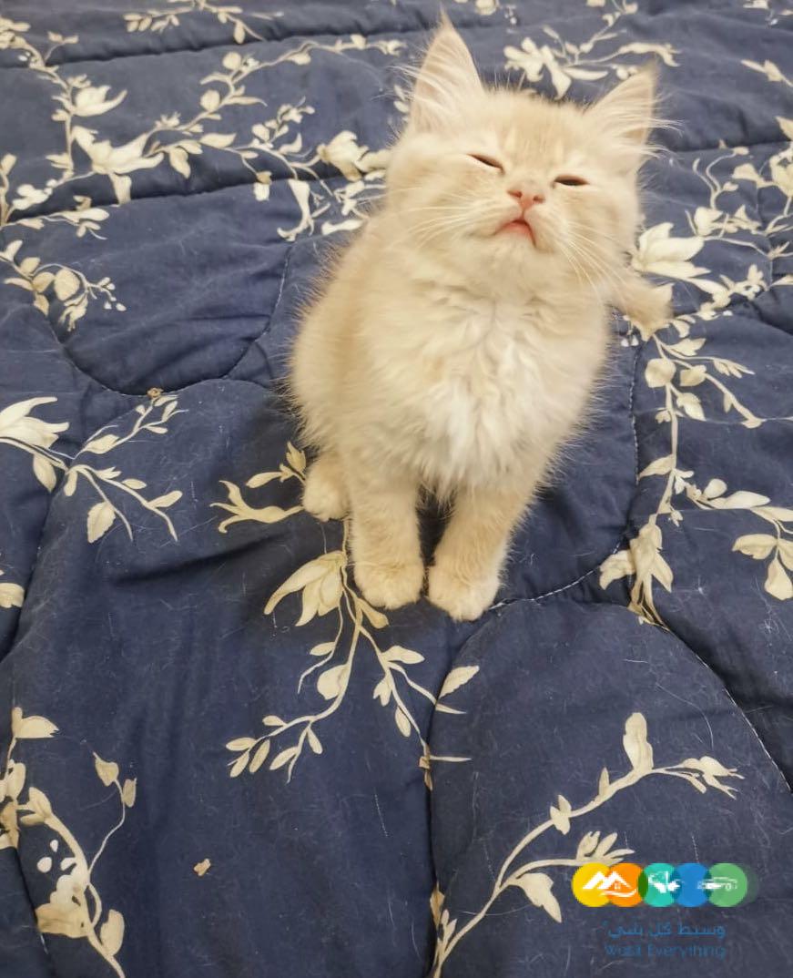 قطط شيرازى مون فيس للبيع